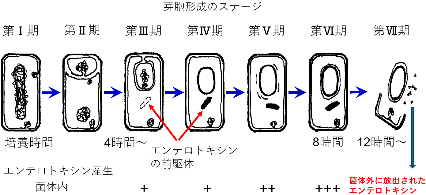 図2.　芽胞形成のステージⅠからⅦにおけるエンテロトキシンの状況