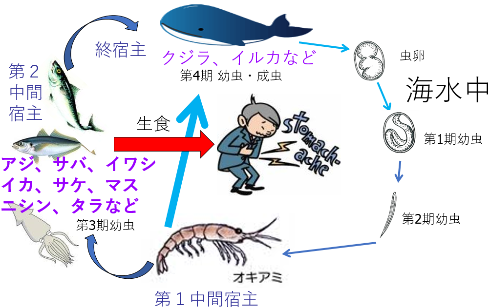 図1.アニサキスの生活環