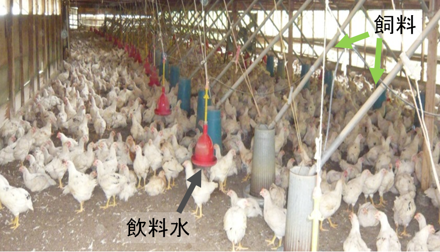 肉用鶏(ブロイラー)の飼育農場の写真