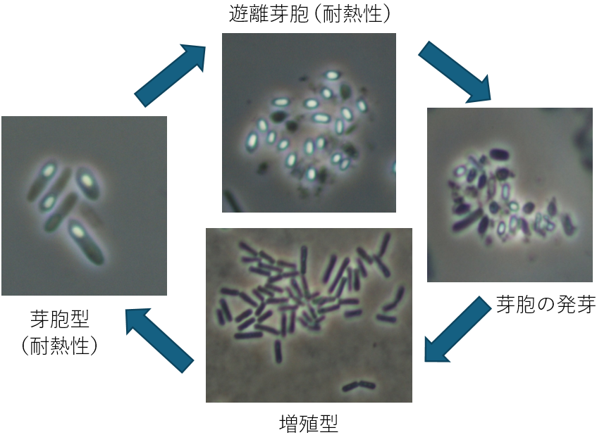 図2. 芽胞型→遊離芽胞→芽胞の発芽→増殖型→芽胞型　のサイクル